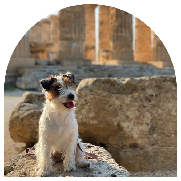 img_artu_dog